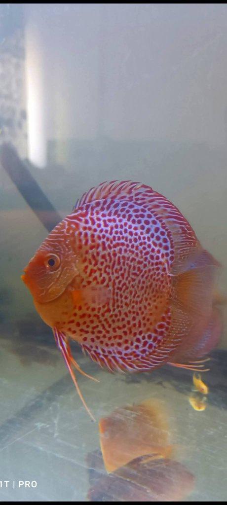Terčovce terčovci terčovců discus terčovec