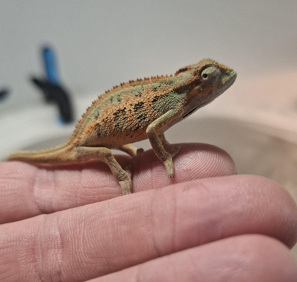 Trioceros ellioti NZ 12/2024