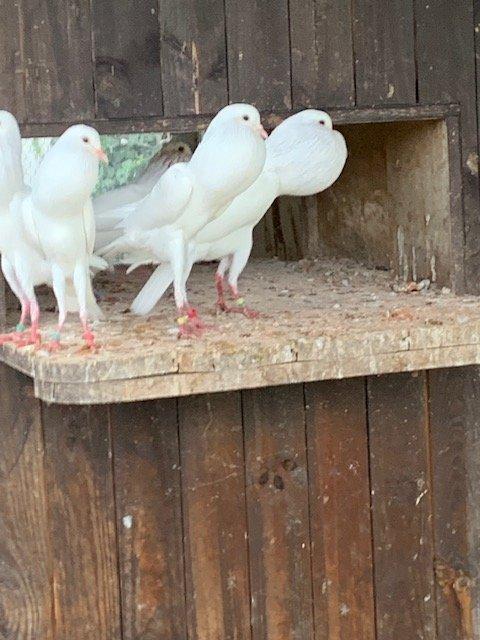 Brněnské voláče bílé,