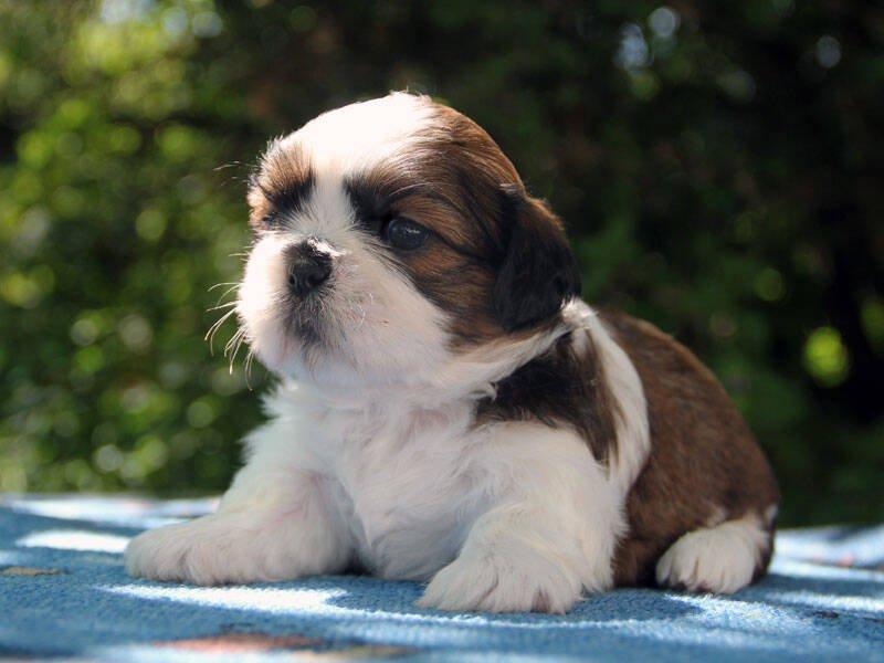 Shih-tzu, ši-tzu, ši-cu - štěňátka s  PP FCI