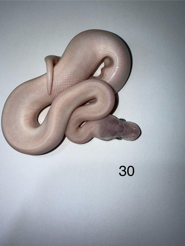 Krajta královská/ Python regius