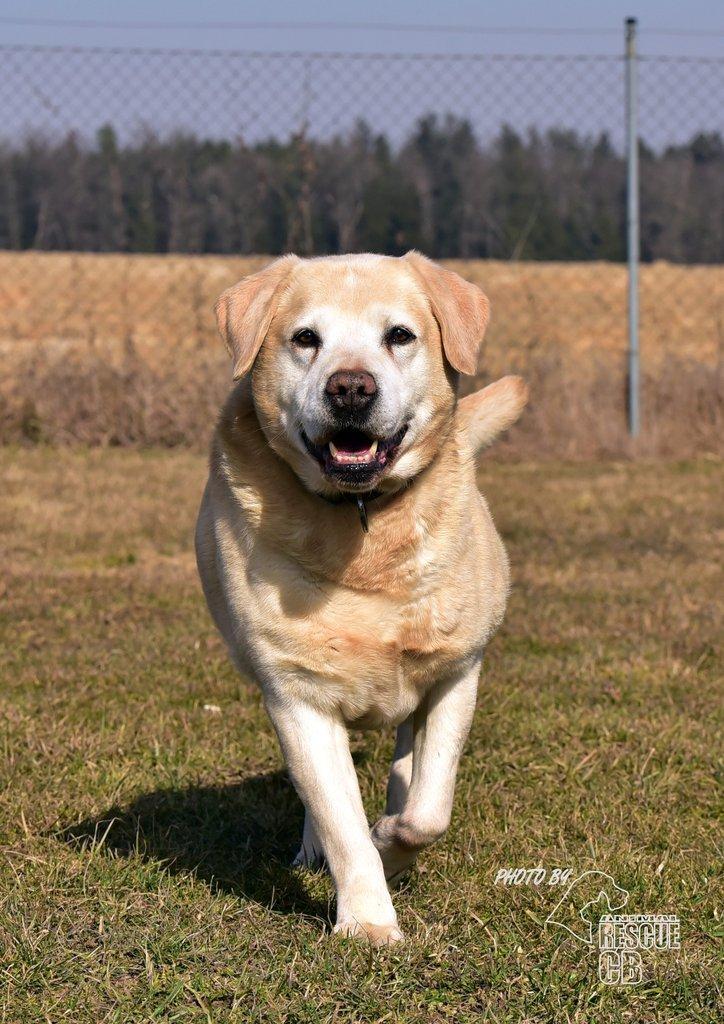 Darujeme opuštěného labradora