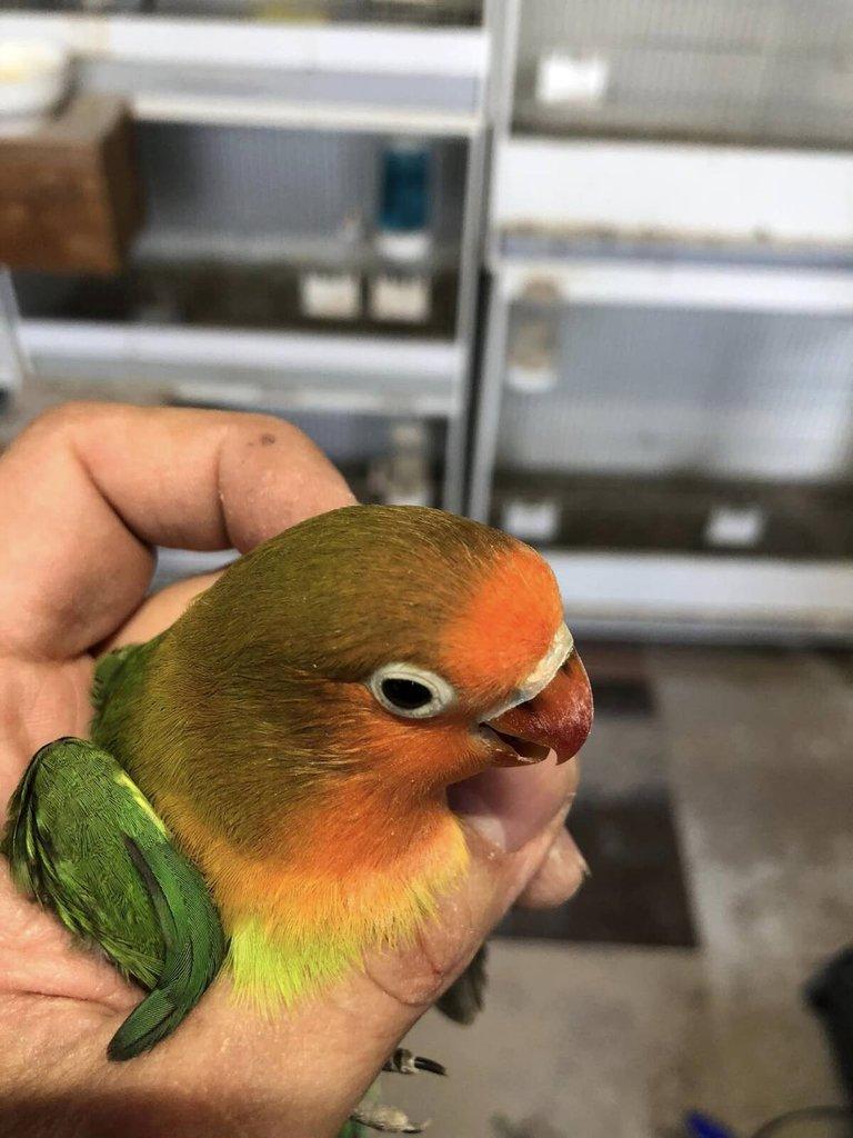 Prodám Agapornis fischeri zelený, opalín euwing, dilute