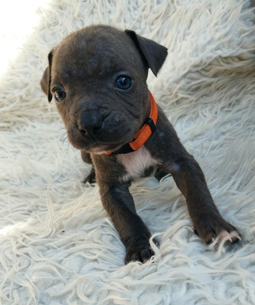 Amstaff