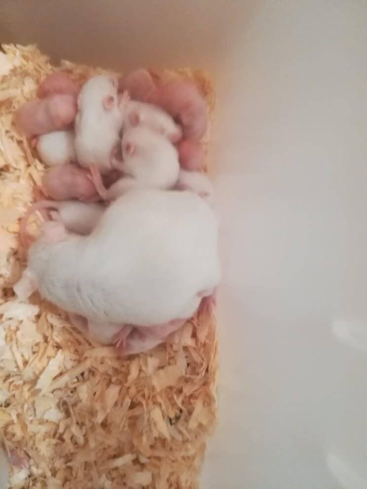 Myš bílá laboratorní