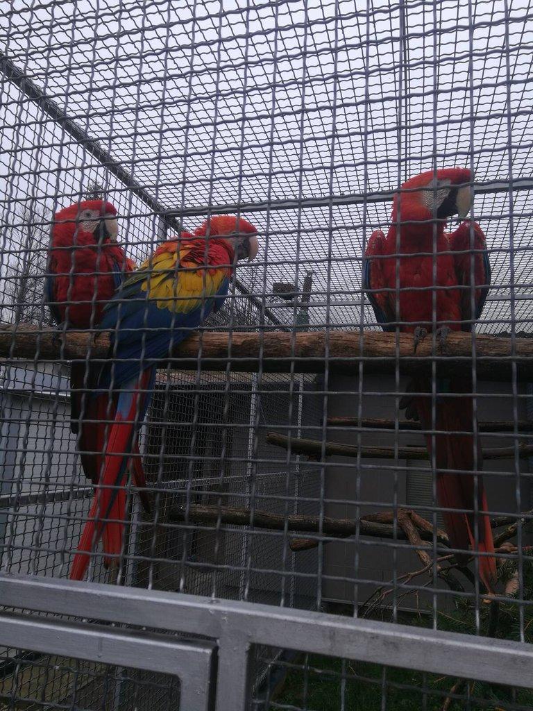 ARA ARAKANGA (MACAO),ZELENOKRIDLA