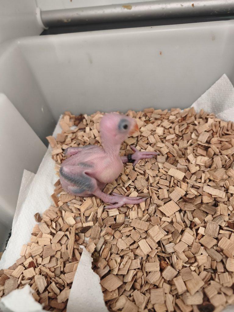 Alexandr malý - modrý opalín