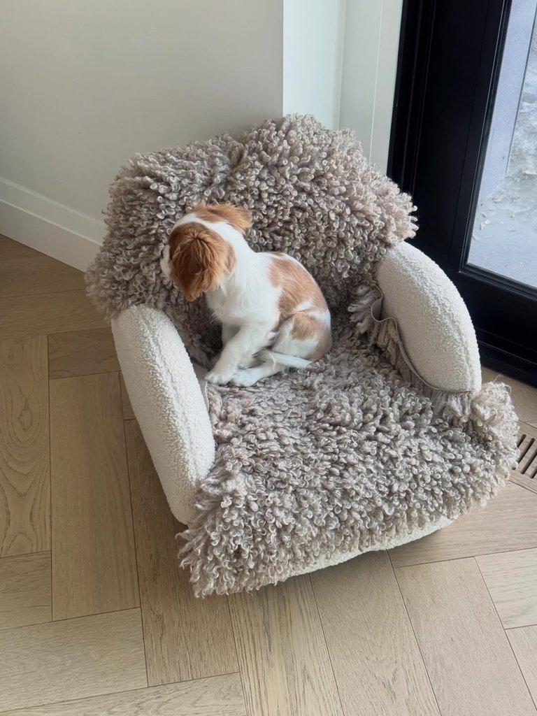 Kavalír King Charles španěl fenka