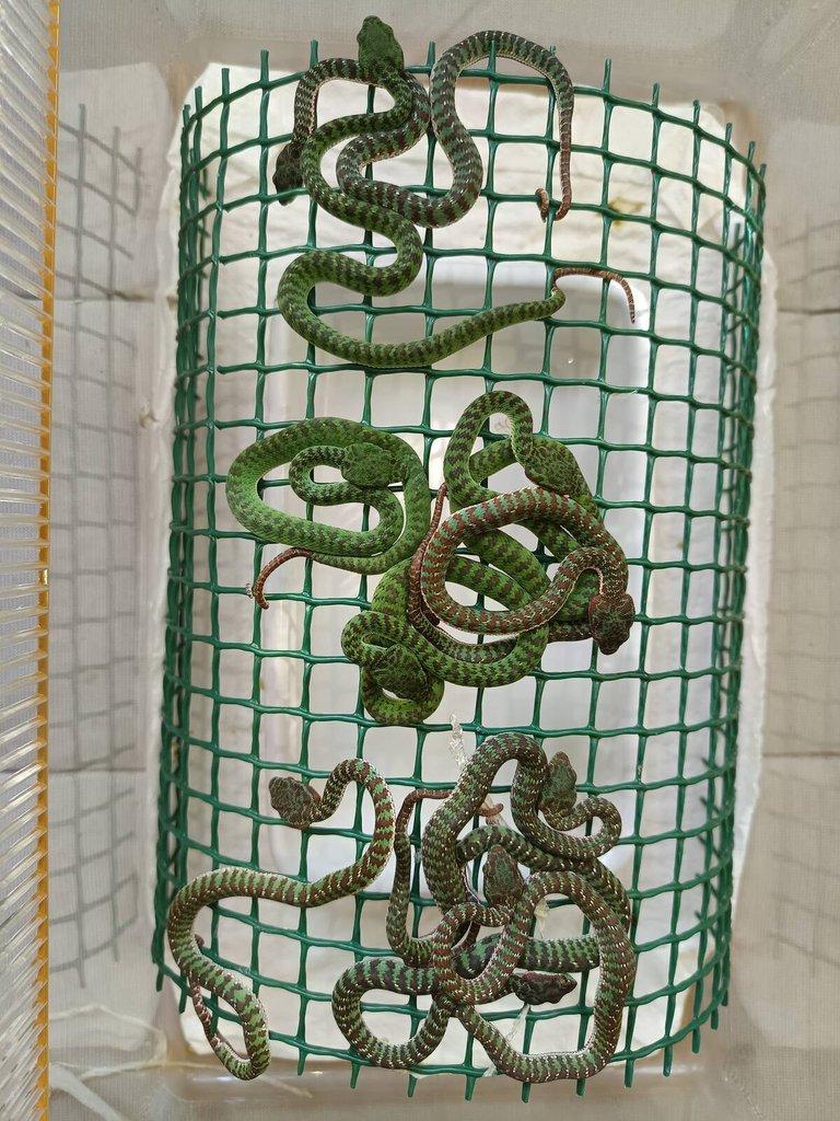 Trimeresurus, Bothriechis