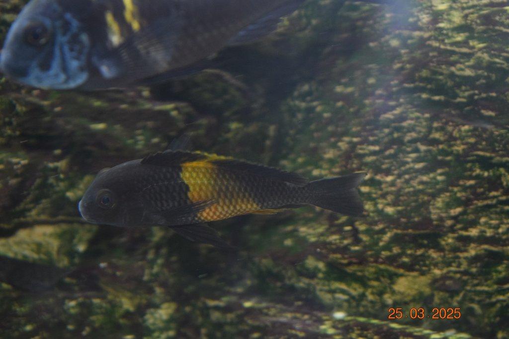 Tropheus bemba