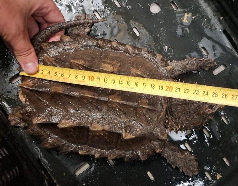 Prodám kajmanky supí