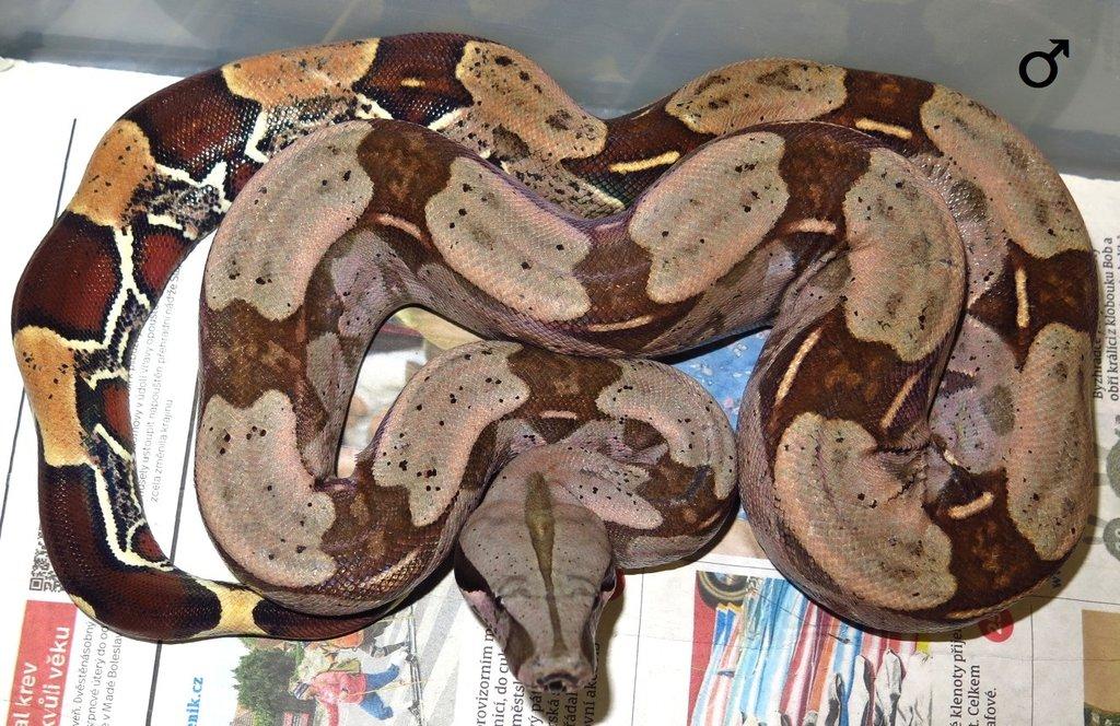 Boa c. constrictor Guyana