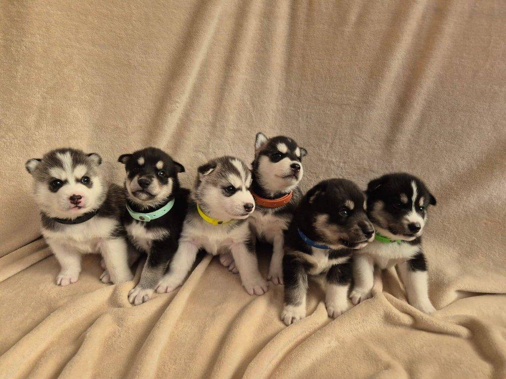 Štěňata Sibiřský husky
