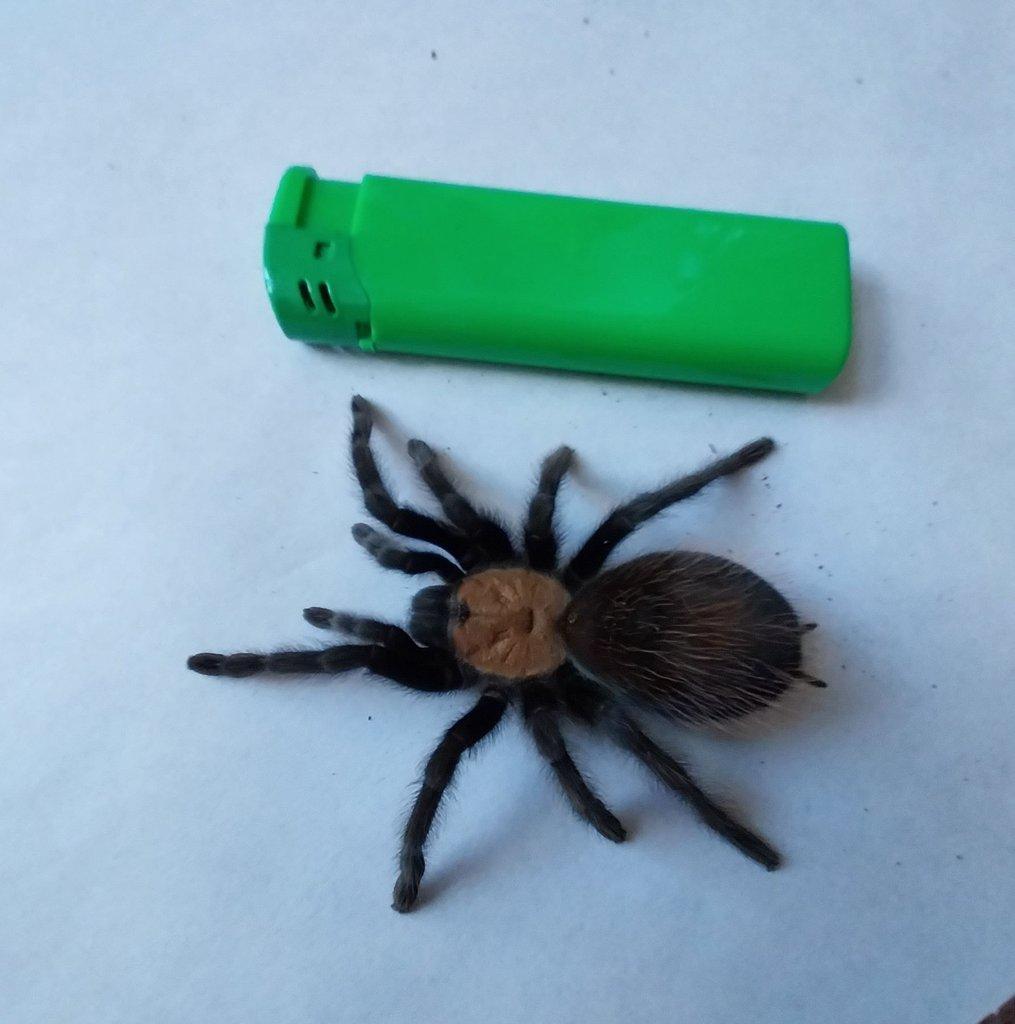 0,1 Brachypelma albiceps