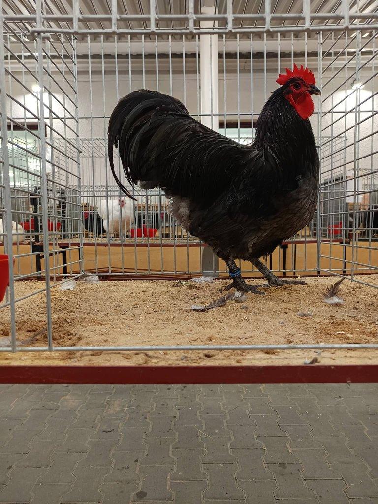 Násadová vejce Australky velké černé a modré s lemy