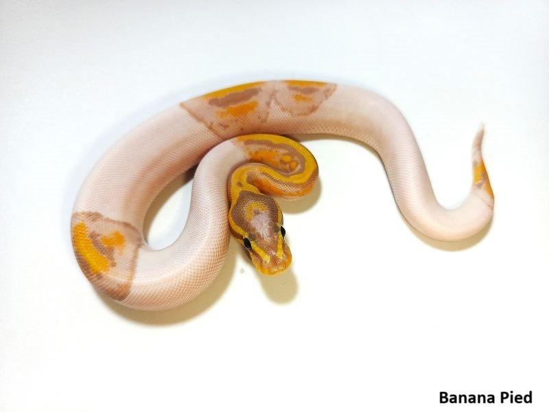 Python regius