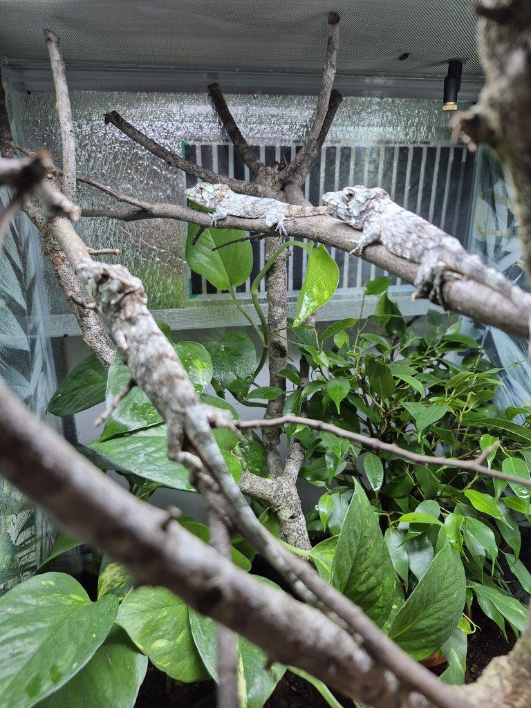 1.2 Anolis barbatus 2025, 1.2 Gastropholis prasina 2025