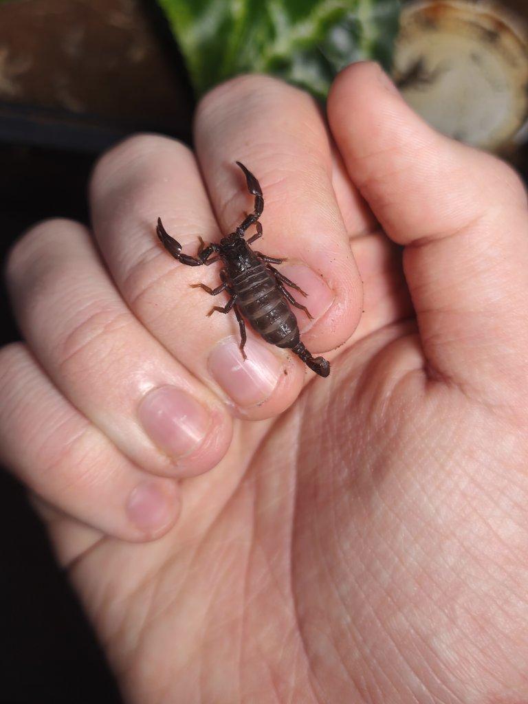 Prodám 10 mláďat štíra Heterometrus silenus