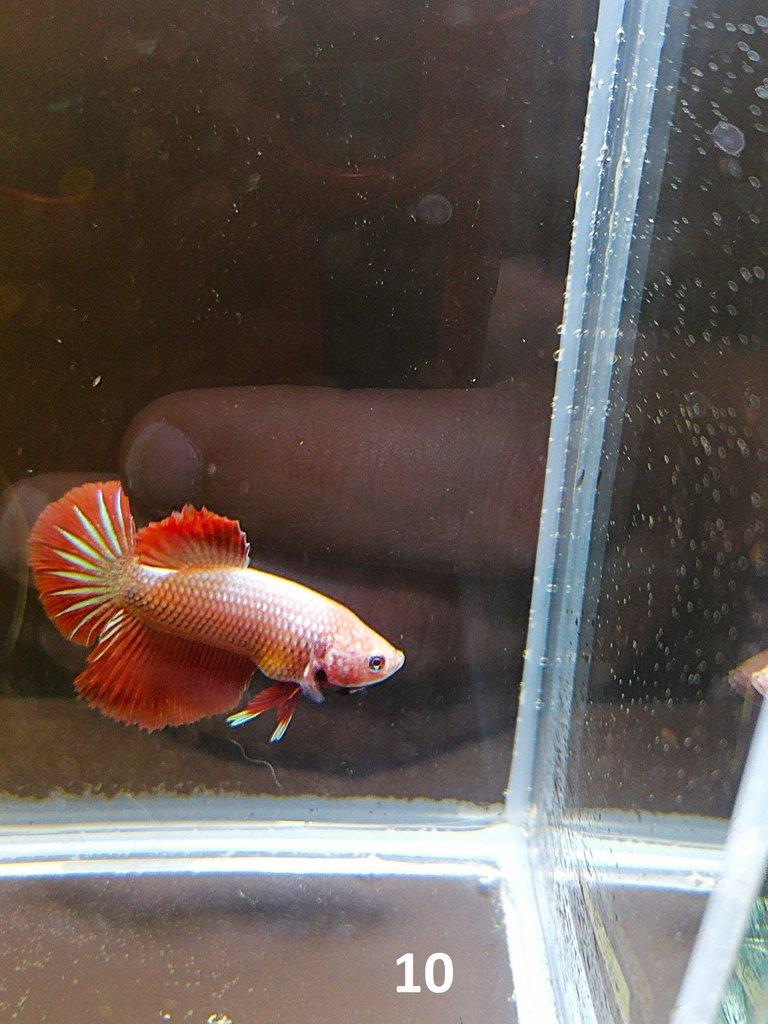 Betta Splendens - Samci