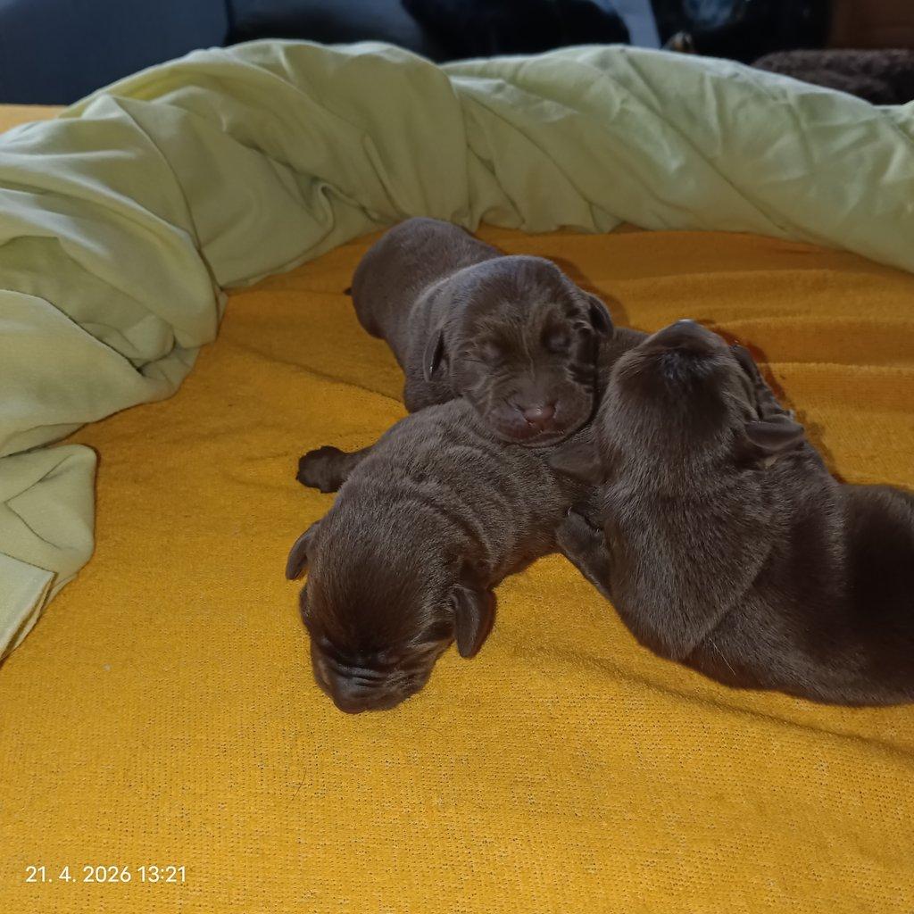Labradorský retrívr štěňe s PP - holky i kluci