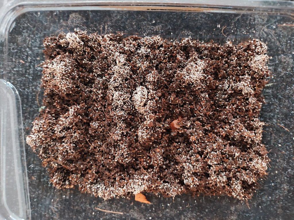 Chvostoskoci - výměna