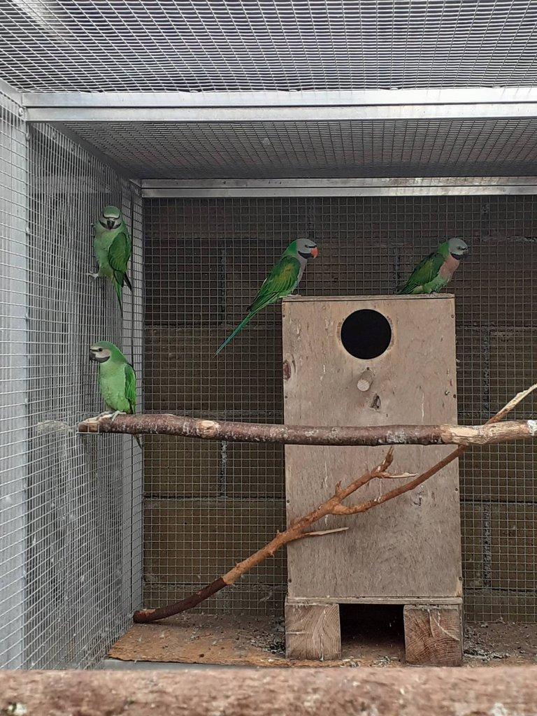 Alexandr růžový vousatý