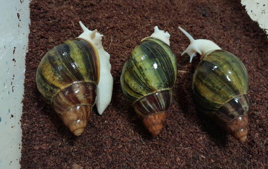 Africký šnek - Archachatina purpurea ghana F2