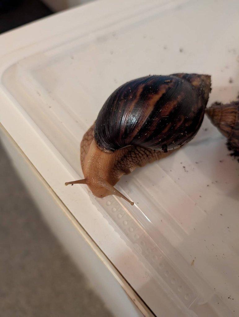 Lissachatina immaculata