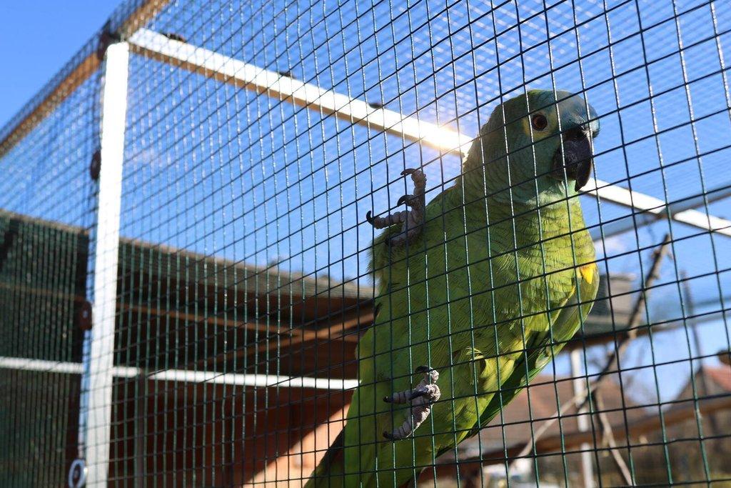 Koupim samici Amazonana pomuceneho,do chovu.