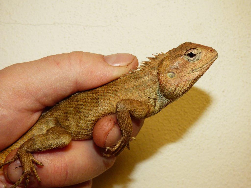 Lepoještěr pestrý (Calotes versicolor) 1,0
