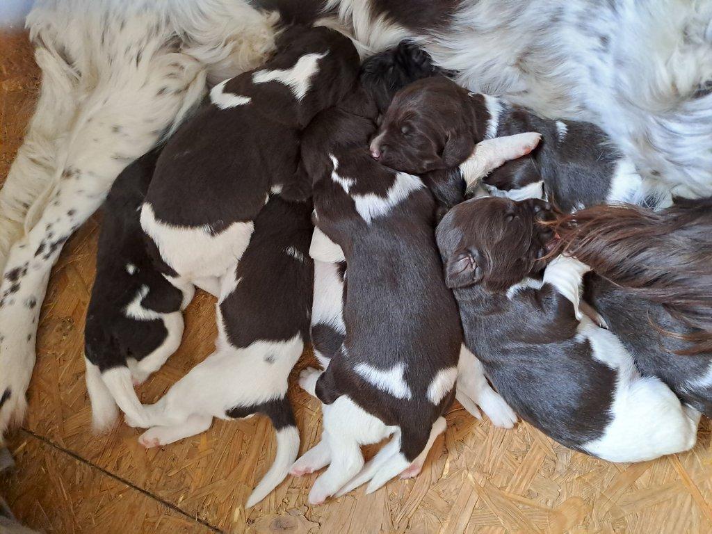 Chovatelská stanice Z Dlouhé jámy zadá štěňata MMO