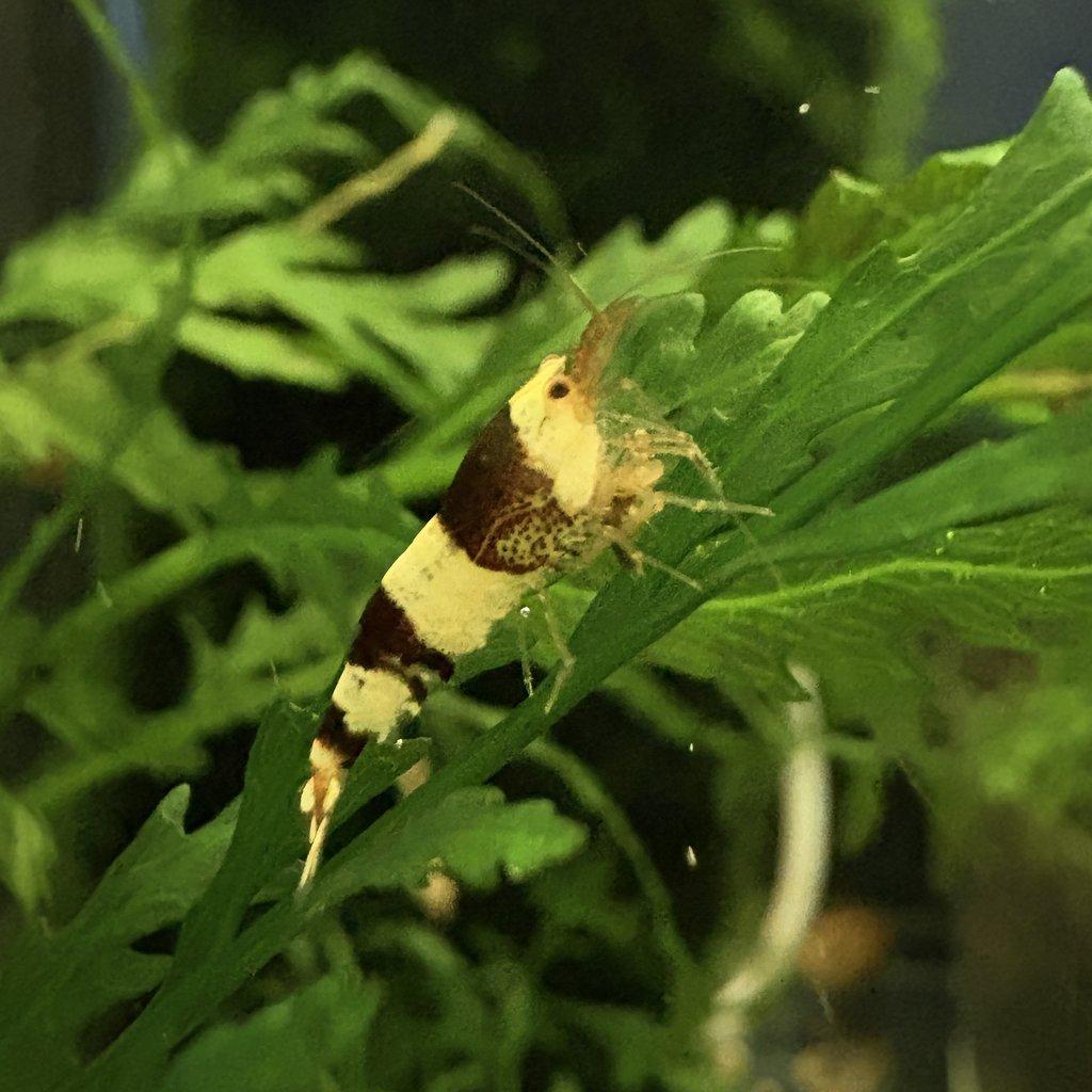 Krevetky Caridina - Crystal Red & Black