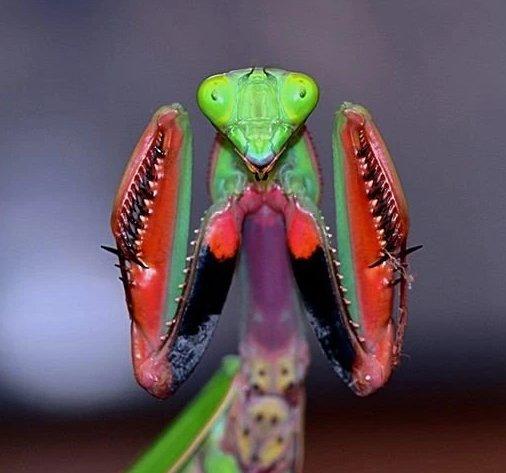 NOVÉ druhy kudlanek!!