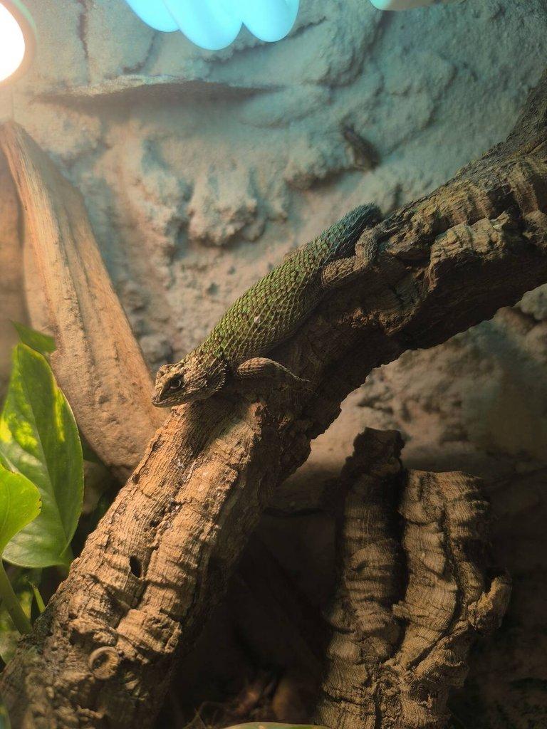 Sceloporus malachiticus