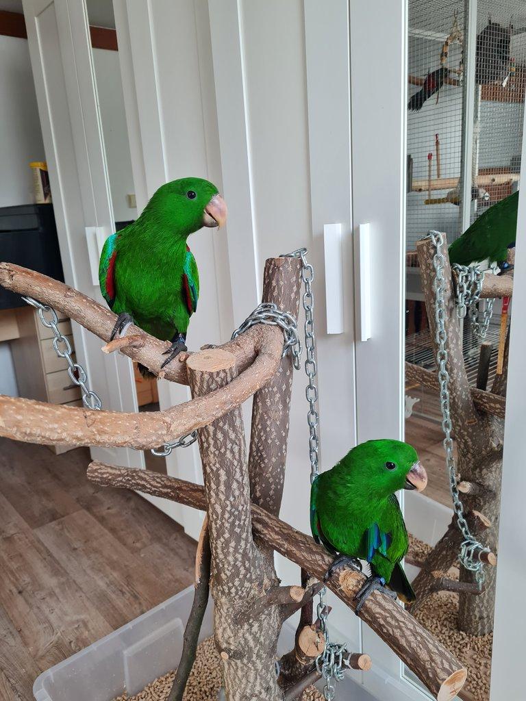 Prodám Eklektus různobarevný