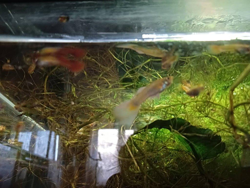 Krásná paví očka Brno čerstvý odchov