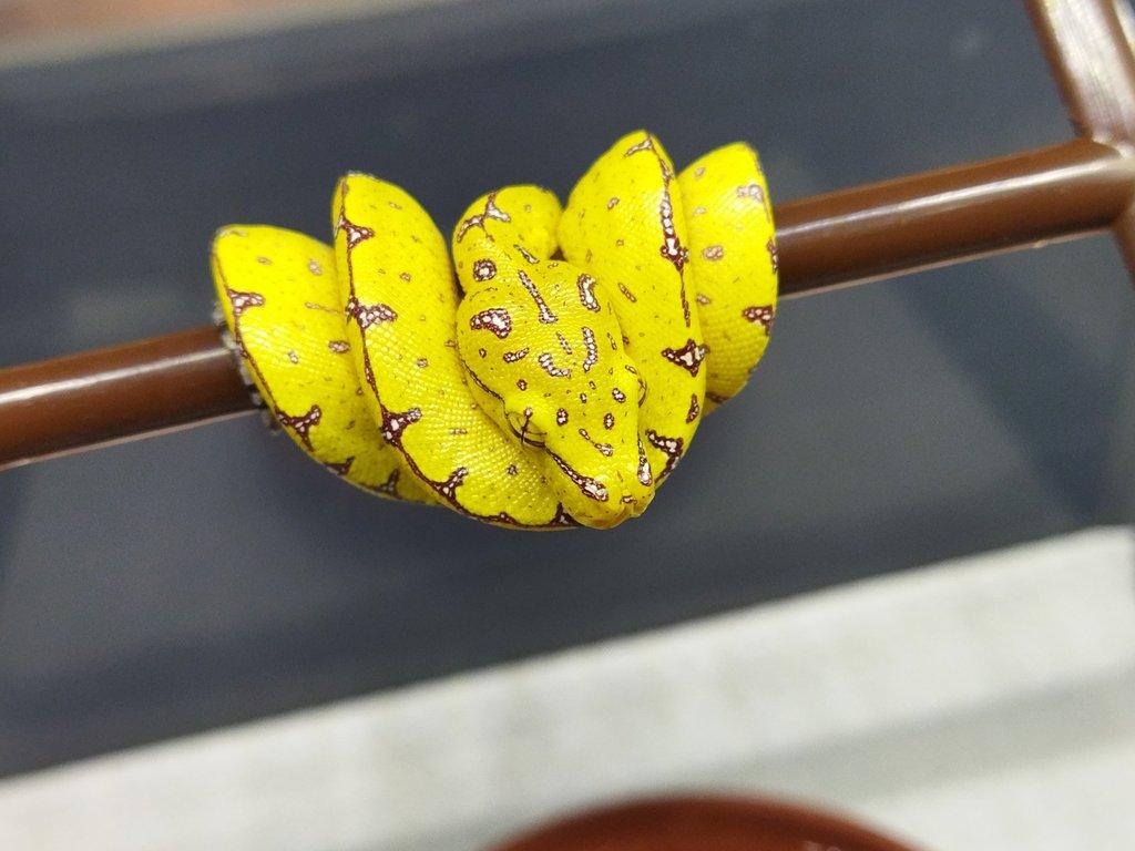 Morelia viridis Lereh