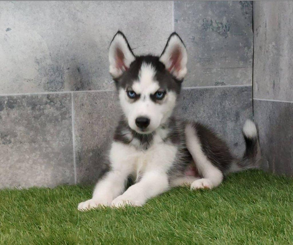 Sibiřský husky štěňata na prodej~