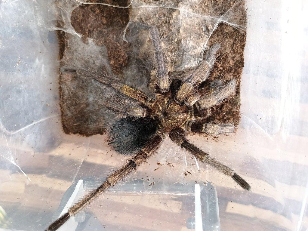 Phormictopus auratus samec