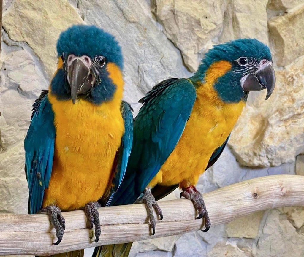 2.3 Ara kaninda glaucogularis