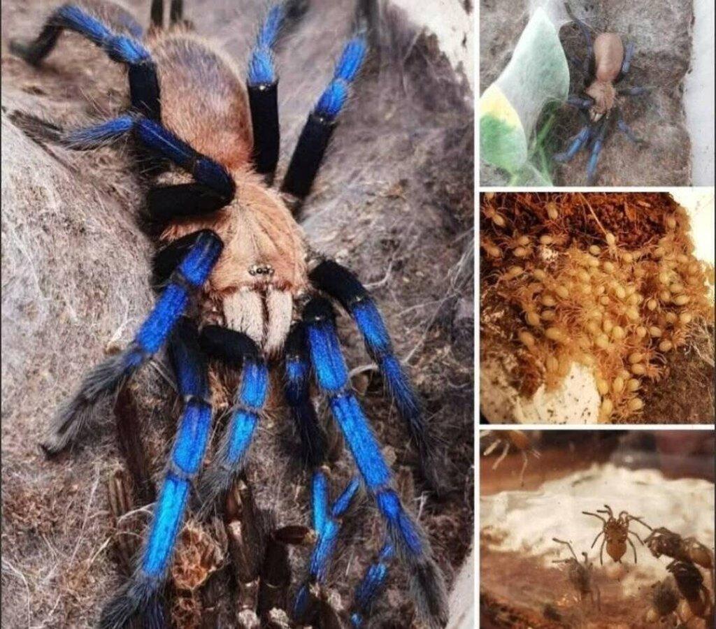 Birupes simoroxigorum mnozstevky samice