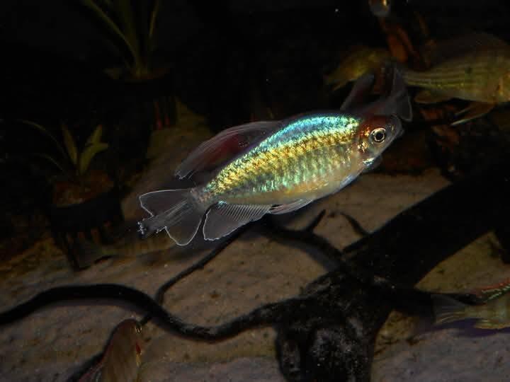 Tetra kongo - Phenacogrammus interruptus