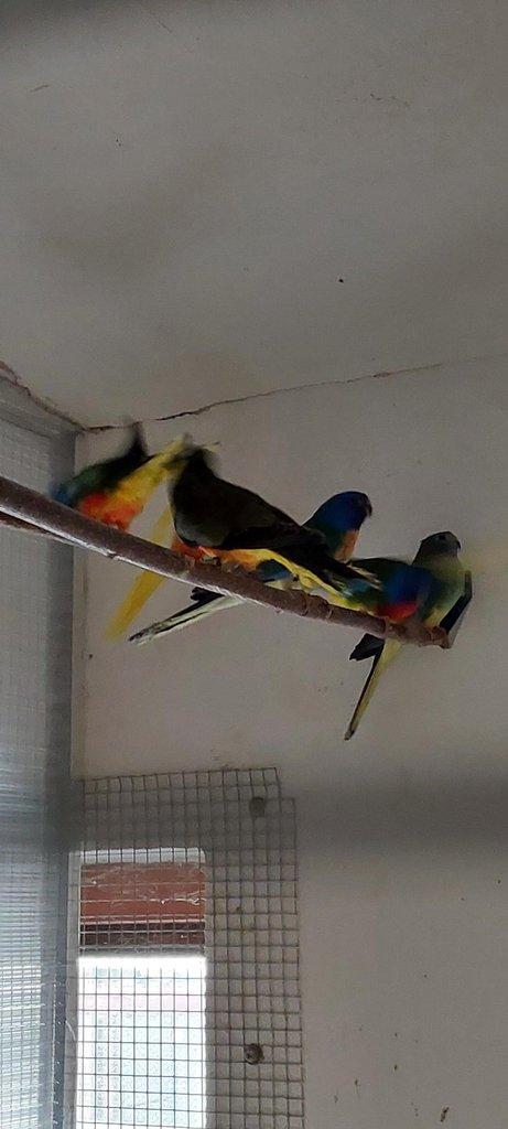 Neoféma modrohlavá