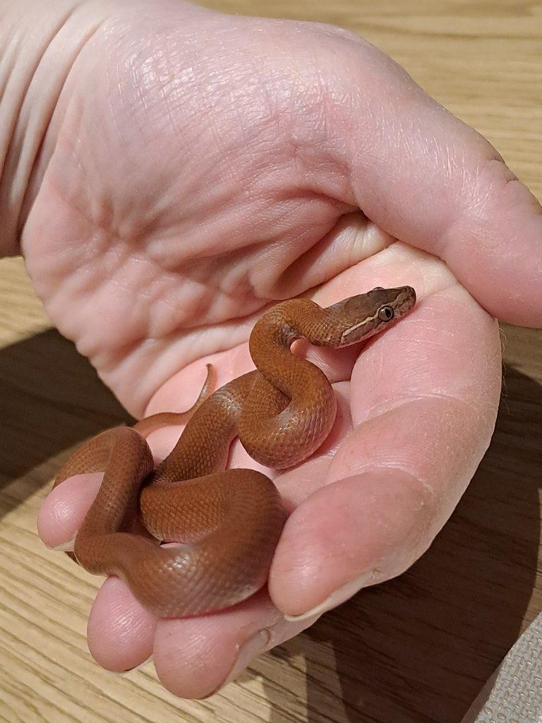 Boaedon fuluginosus -užovka domácí