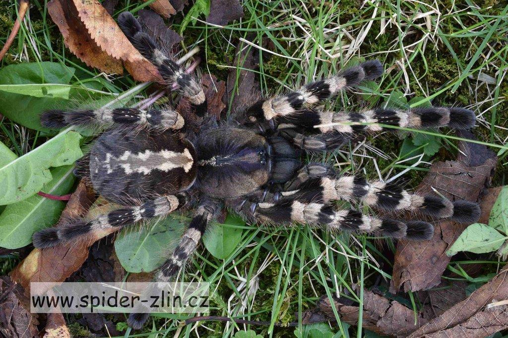 Samice P. victori, D.pentaloris, A. rufus, B. simoroxigorum a mnoho dalších zajimavých sklípkanů
