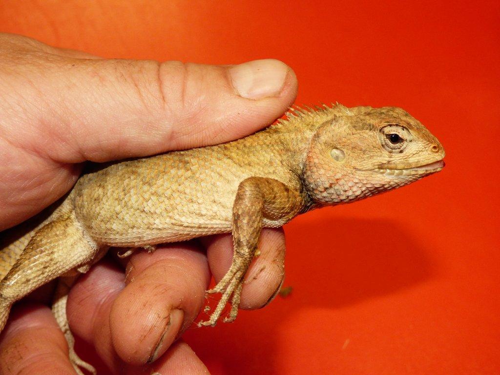 Lepoještěr pestrý (Calotes versicolor) 1,0