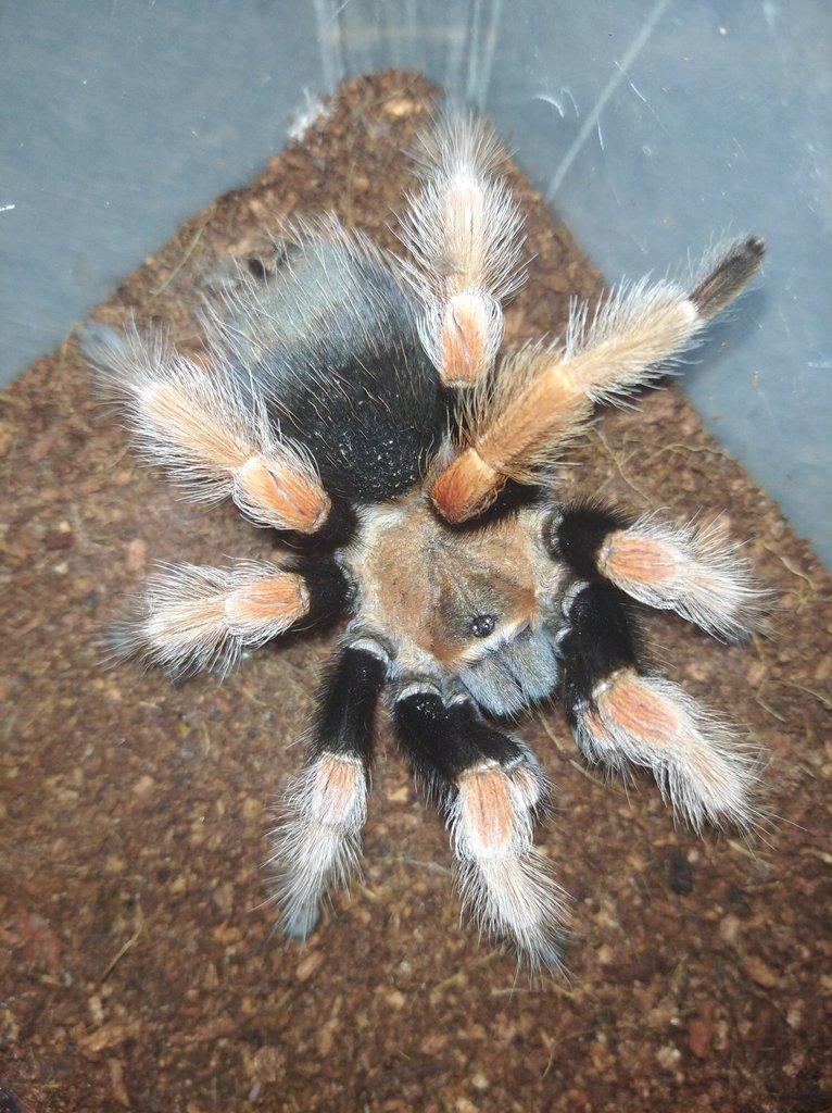 Brachypelma boehmei