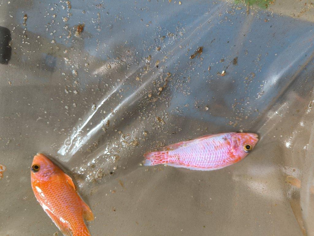 Malawi&Tanganika duben 2026