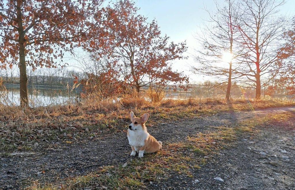 Welsh corgi pembroke