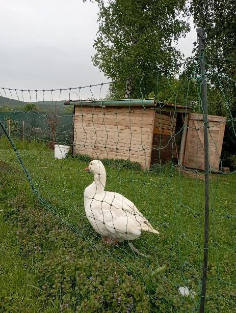 Prodám chovný kmen 1,2 husy česká